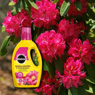 Nourishing Azaleas, Camellias, and Rhododendrons for Stunning Blooms