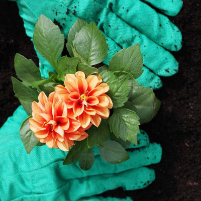 Unveiling the Allure of Dahlia Bulbs