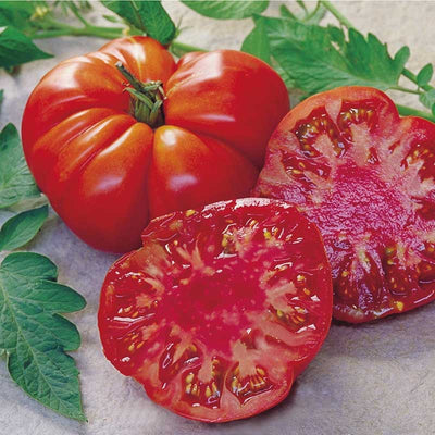Tomatoes - Growing is Easy with Mr Fothergill's Seeds