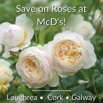 Incredible Value! It's All About Roses This Week In McD's!