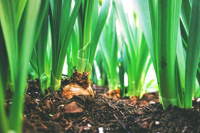 Tips & Tricks For Planting Your Spring Bulbs