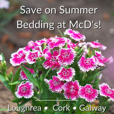 Save on Summer Bedding Plants at McD's Garden Centres