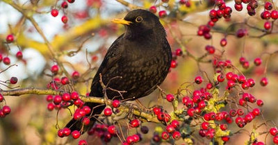 How to care for the birds in autumn