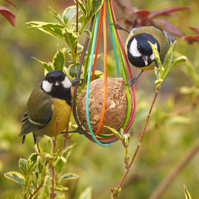 Birds eating seeds from bird feeder