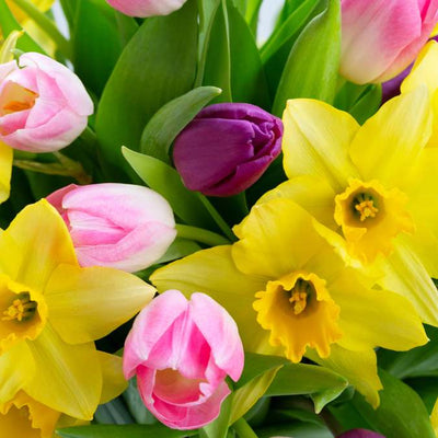 Daffodils and tulips in yellow purple and pink