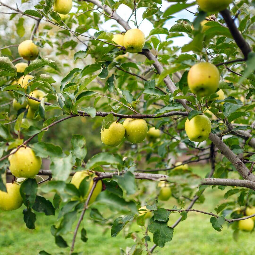 golden delicious apple tree