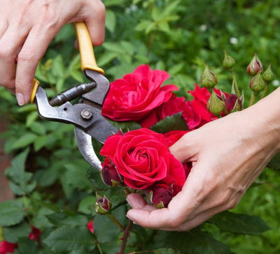 Cutting tool for roses