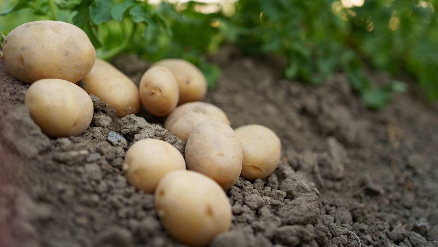 Second Earlies Seed Potatoes