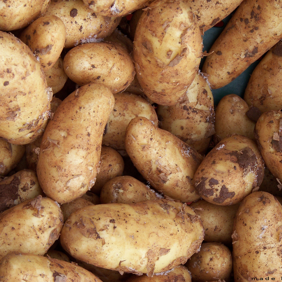 Maincrop Seed Potatoes 