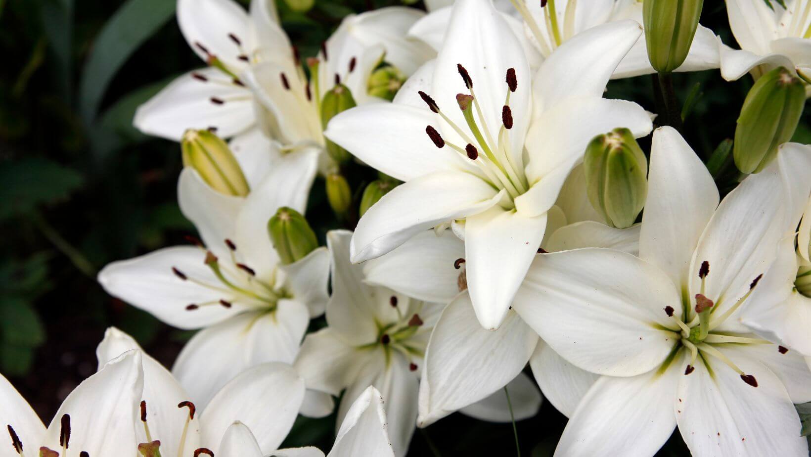 White Lilies in Bloom