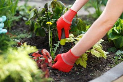 Weeding garden with gloves