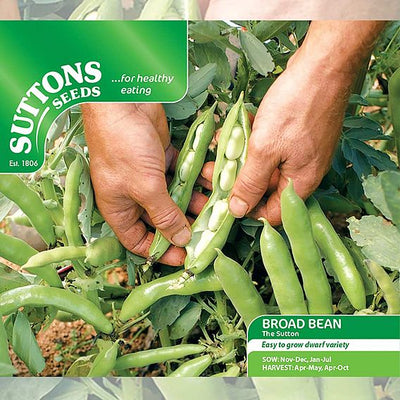 Suttons Broad Bean The Sutton (Dwarf)