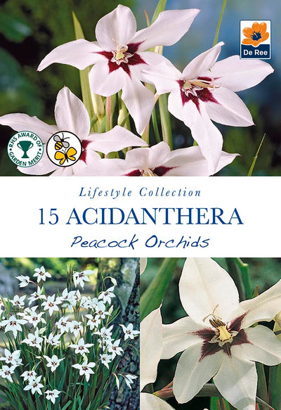 Acidanthera Peacock Orchids