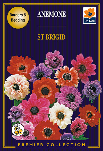 Anemone St Brigid