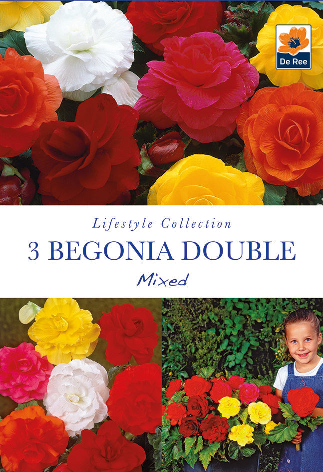Begonia Double Mixed