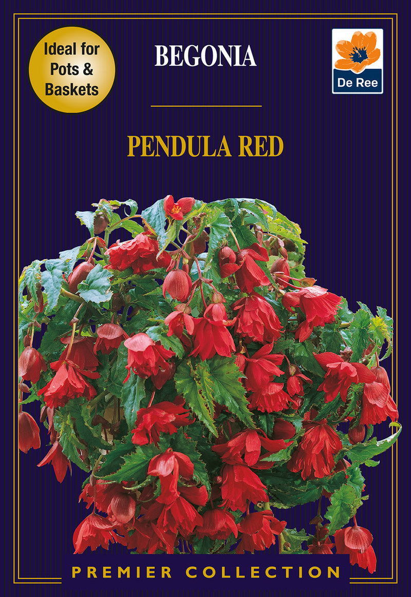 Begonia Pendula Red