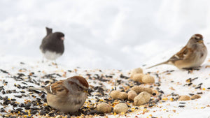 Wild Birds eating peanuts and seeds