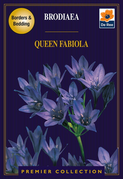 Brodiaea Queen Fabiola