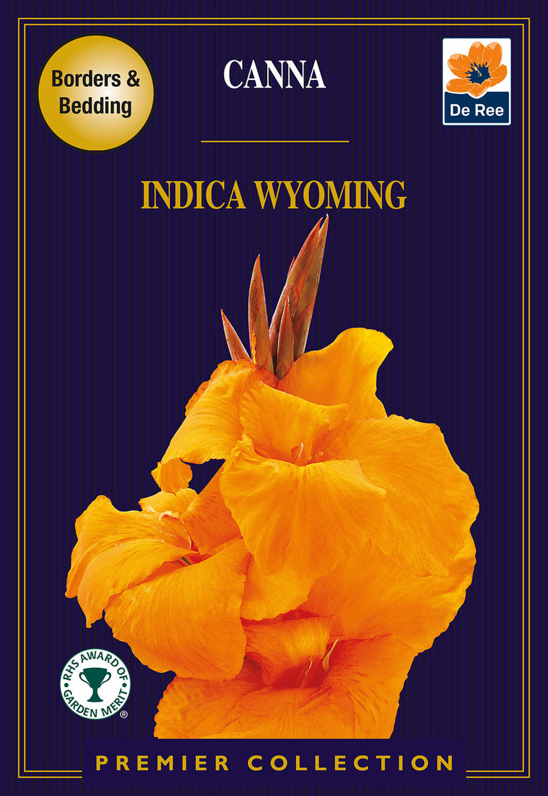 Canna Indica Wyoming
