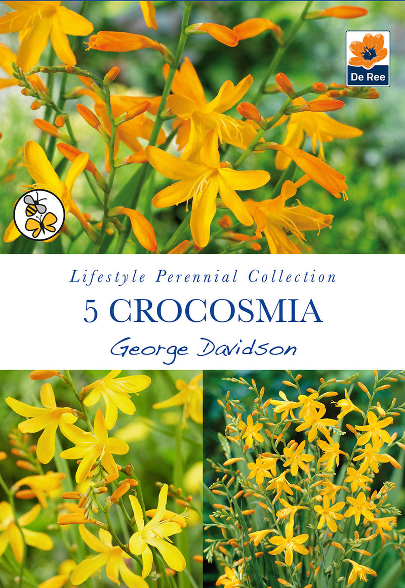 Crocosmia George Davidson 