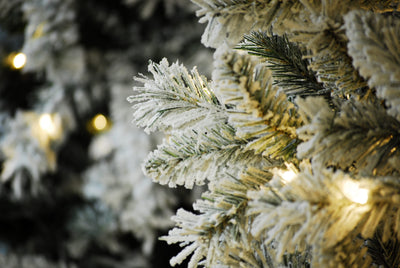 Christmas tree pine needles detail with snowy tips
