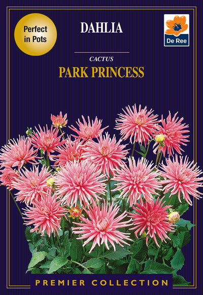 Dahlia Park Princess