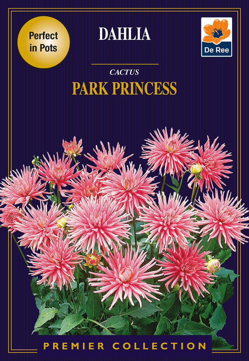 Dahlia Park Princess
