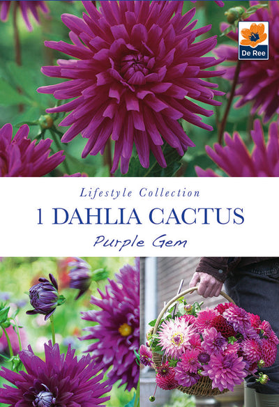 Dahlia Cactus Purple Gem 
