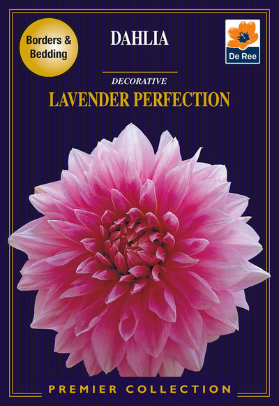 Dahlia Decorative Lavender Perfection