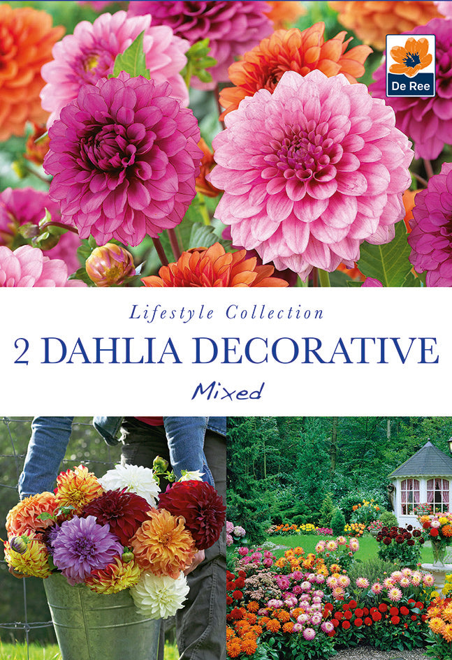 Dahlia Decorative Mixed