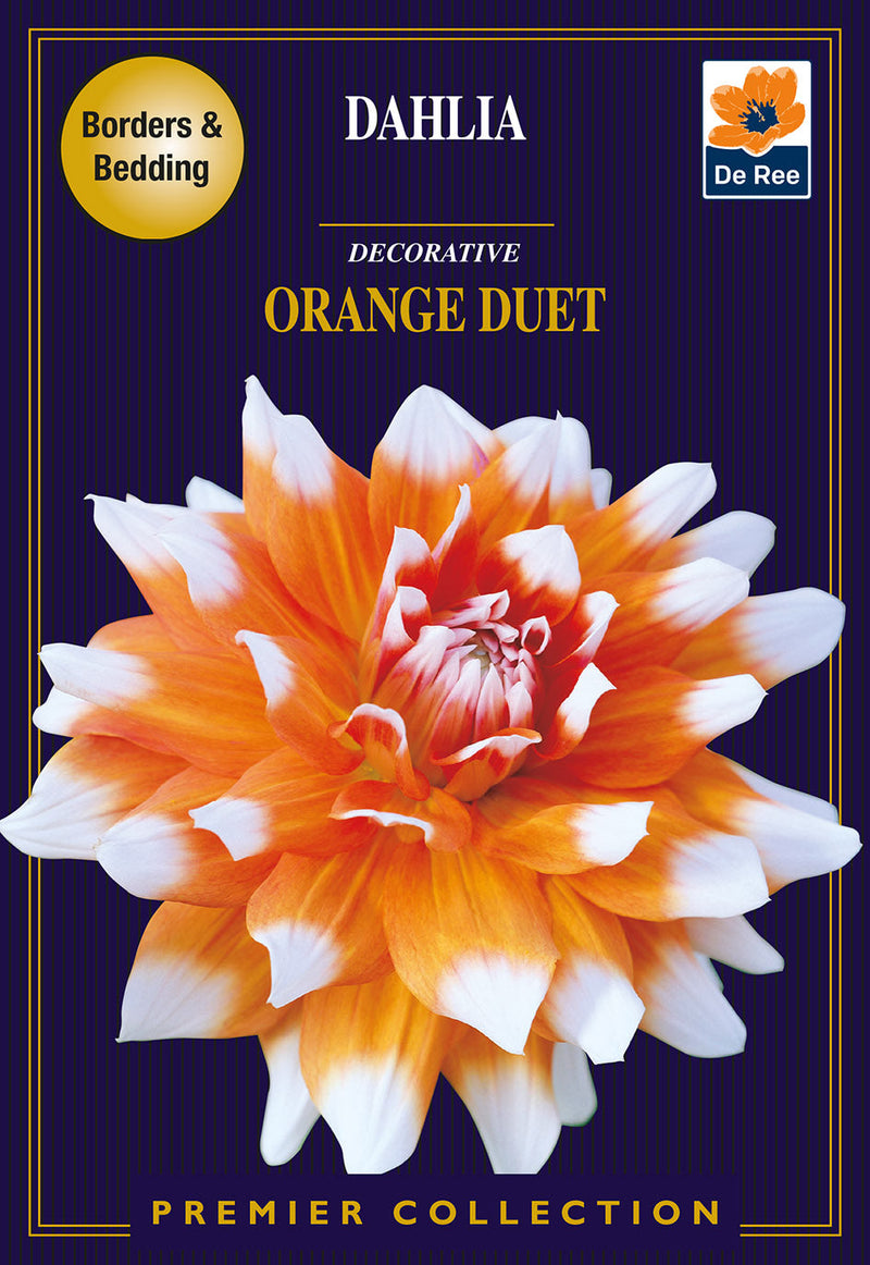 Dahlia Decorative Orange Duet