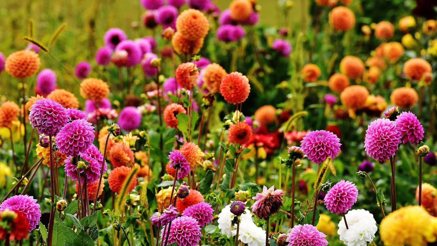 Blooming Dahlias in a variety of colours