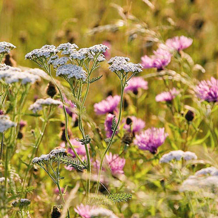 Suttons Fragrant Flowers Mix
