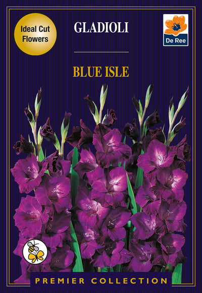 Gladioli Blue Isle