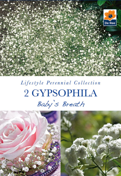 Gypsophila Baby's Breath