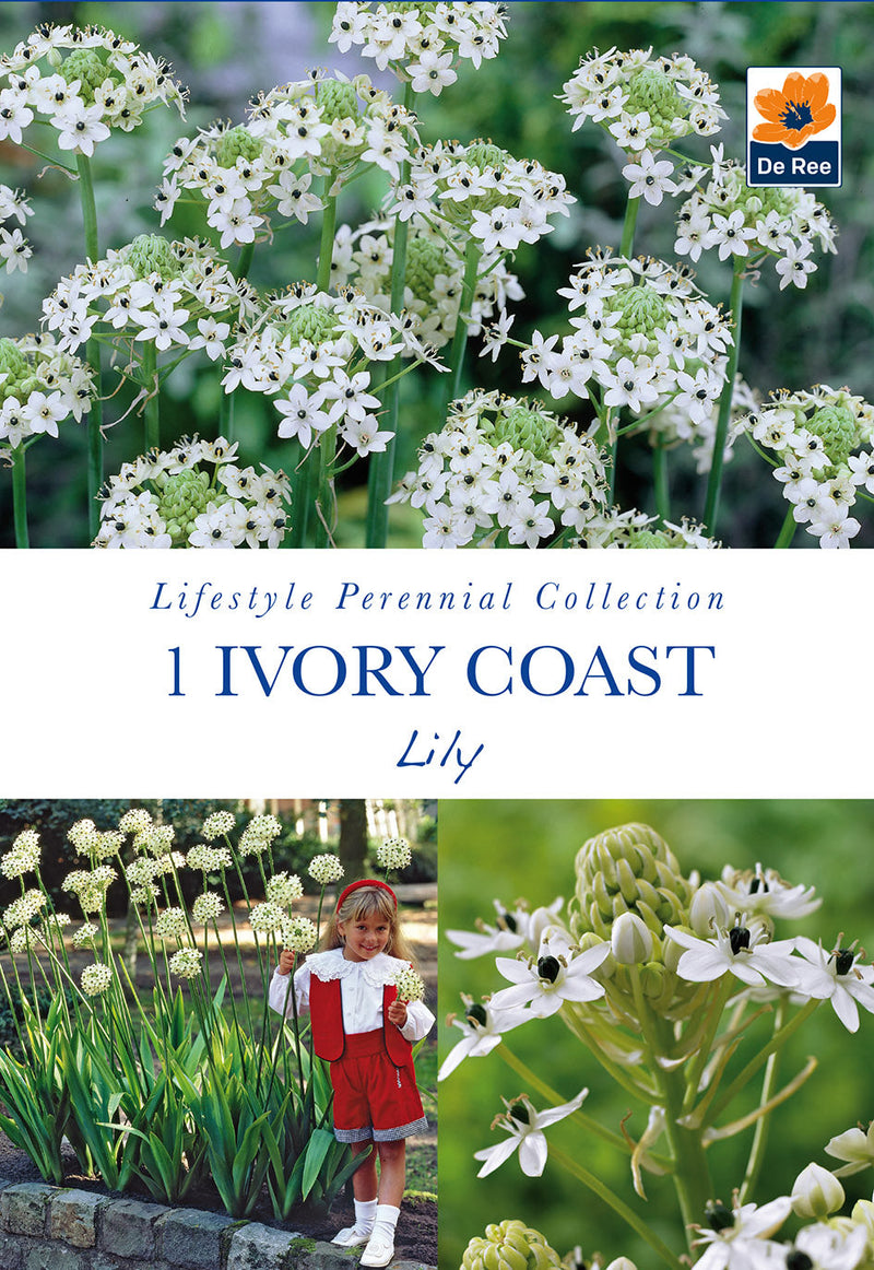 Ivory Coast Lily  