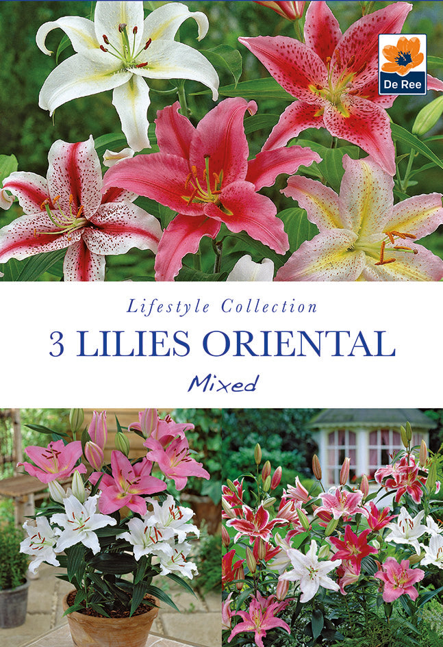 Lilies Oriental Mixed  