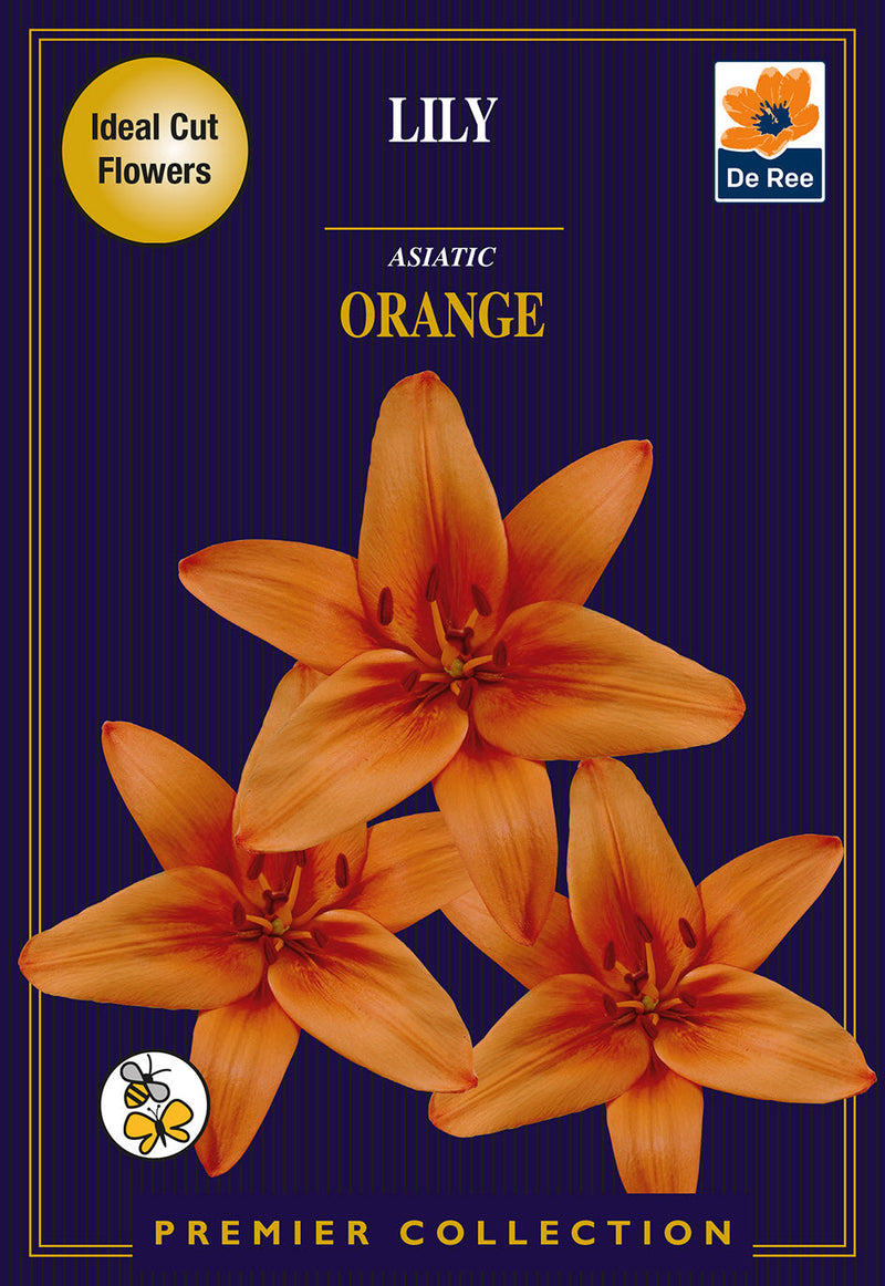 Lily Asiatic Orange  *