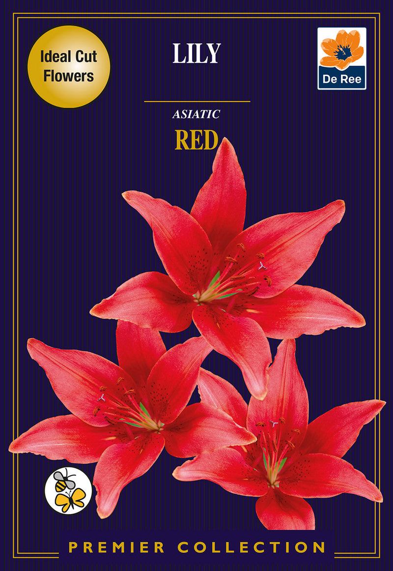 Lily Asiatic Red  *