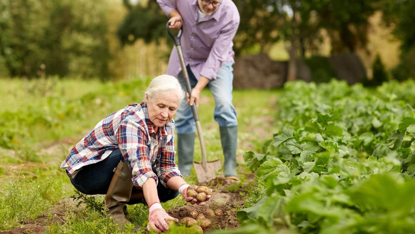 Woman and Man planting seed potatoes