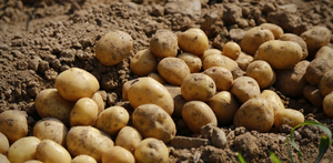 Seed Potatoes, Grow Your Own