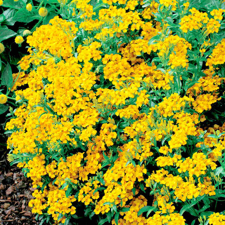 Suttons Tagetes Lucida