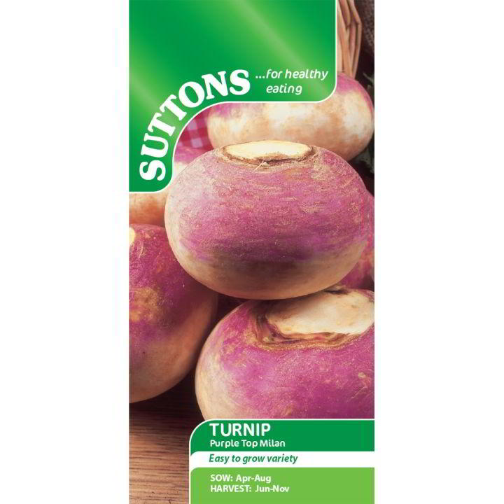 Suttons Turnip Purple Top Milan