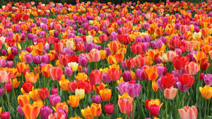 Tulips blossoming in red, purple and orange