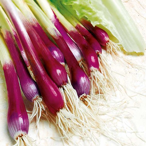 Suttons Spring Onion Apache Red Onion