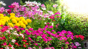 Garden in full bloom with colourful flowers