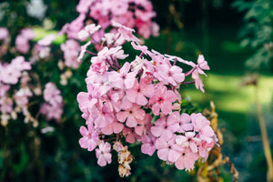 Soft Pink Flowers in Garden