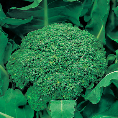 Broccoli Autumn Green Calabrese