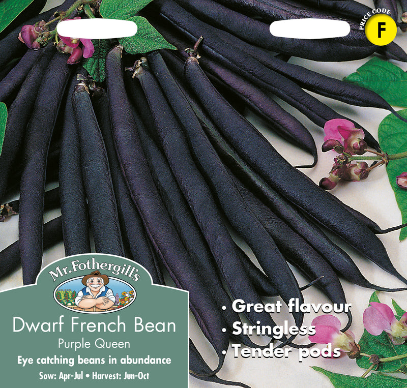 Dwarf Bean Purple Queen