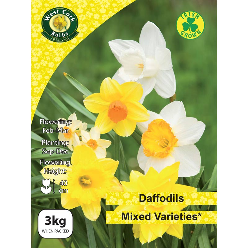 Daffodil Mixed Varieties 3kg Net